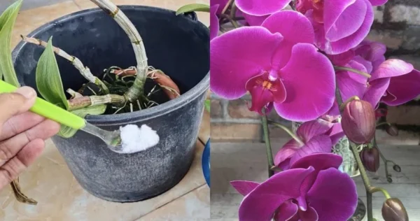 L’ingrediente naturale per mantenere sempre in salute le vostre orchidee.