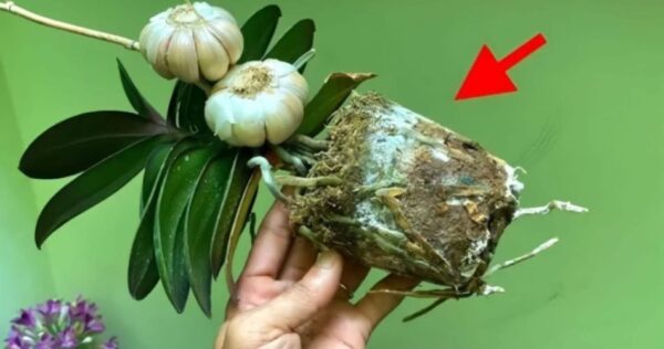 L’orchidea, se piantata così, sarà sempre rigogliosa: poche lo fanno