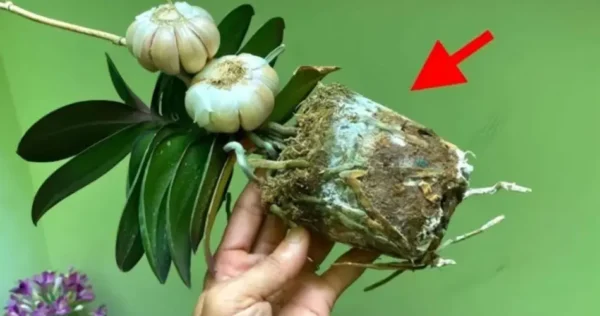 L’orchidea, se piantata così, sarà sempre rigogliosa: pochi lo fanno.