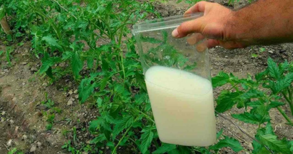 L’unico fertilizzante naturale molto potente, usatelo per le piante: vale tanto oro nel giardino.