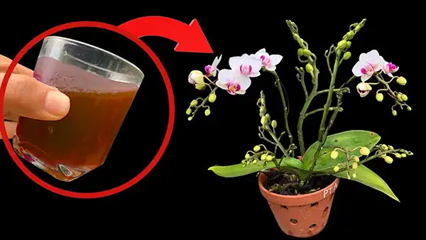 L’Incanto del Fertilizzante ai Residui di Caffè: