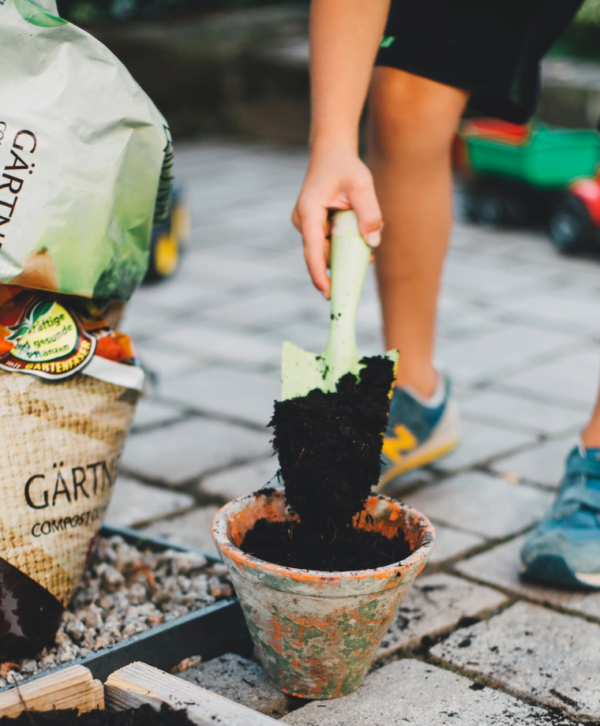 La Corona di Cristo (Hoja di cera): mia nonna mi ha rivelato il motivo per cui dovrebbe essere presente in ogni casa!