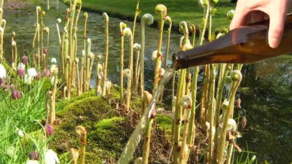 La birra nelle piante: ancora meglio dell’acqua! Innaffiatele in questo modo