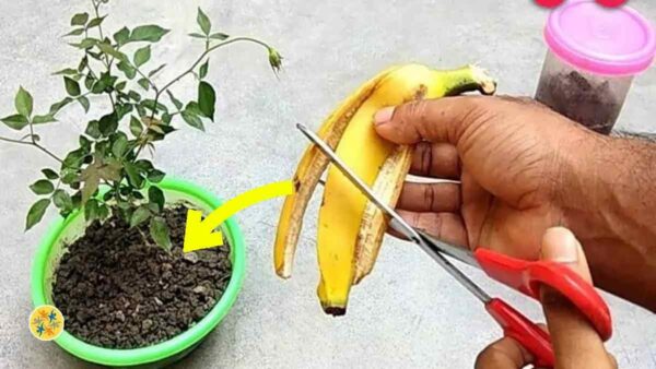 La buccia di banana è efficace come fertilizzante per la concimazione naturale del suolo?