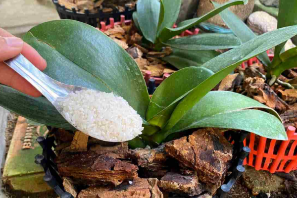 La durata naturale di questa Orchidea, di 4 giorni, dura per la prima volta.