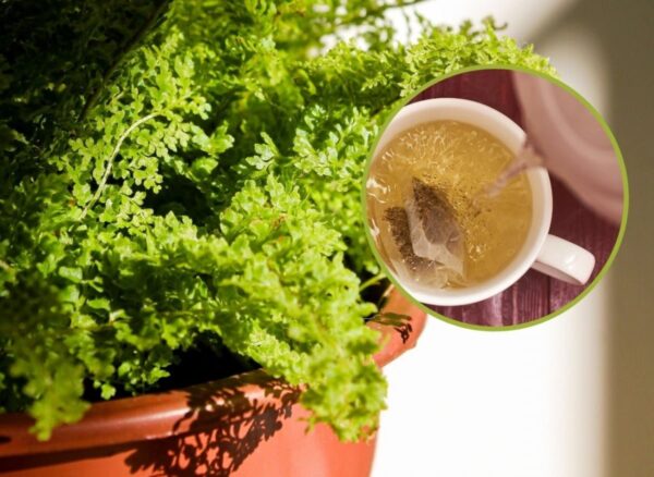 La felce diventerà più spessa e smetterà di perdere foglie. Prepara il suo balsamo speciale