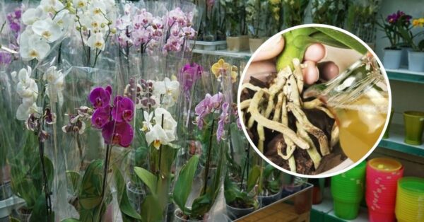 La mia NUTRIZIONE per l’orchidea è straordinaria. Le rende molto più forti e più belle. FATELA DIVENTARE ANCHE VOSTRA