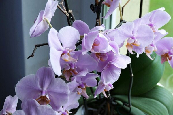La mia orchidea è morta a novembre e a DICEMBRE è ricoperta di fiori: E’ bastata una tazza!