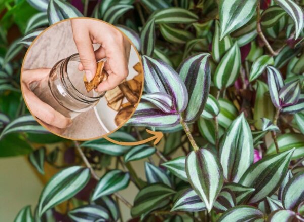 La pianta crescerà su tutto il davanzale della finestra. Basta preparare un semplice fertilizzante per questo