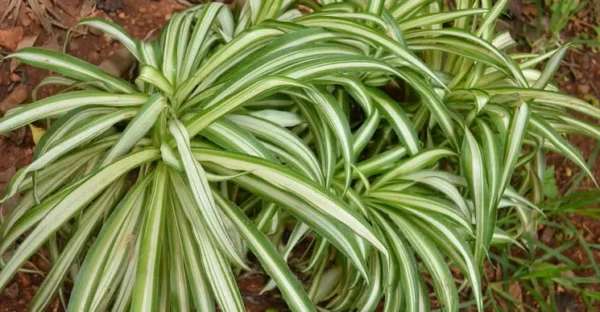 La pianta depurativa più resistente per gli ambienti interni