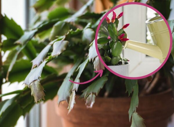 La pianta riacquisterà il suo aspetto originario, le foglie torneranno sode e verdi. Preparagli un balsamo energetico