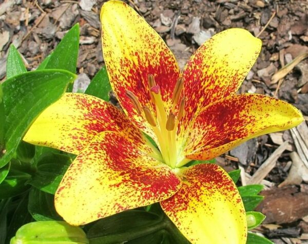 La ricetta collaudata per ottenere gigli lunghi e colorati: basta aggiungere all’acqua 3 ingredienti della dispensa che tutti hanno a portata di mano.