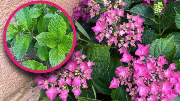 La tua ortensia perde le foglie di fronte al primo gelo? Questa è una buona cosa per la prossima fioritura!