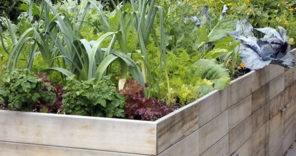 Le 10 migliori verdure da coltivare nei letti rialzati