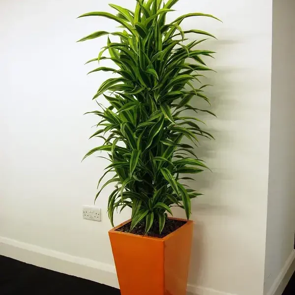 Le 15 migliori piante che non necessitano di luce