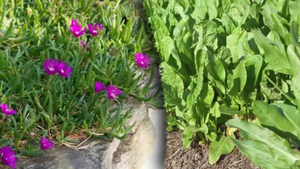 Le 3 erbacce che non dovete estirpare dal vostro giardino!