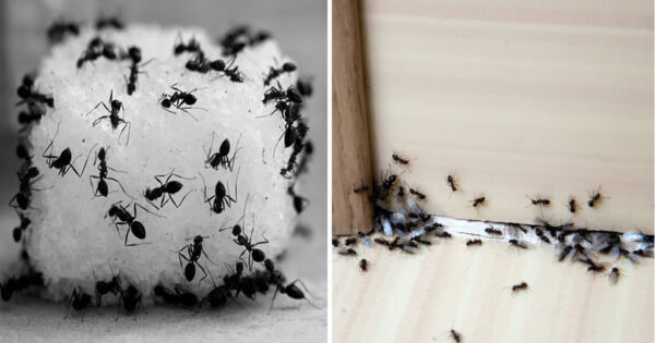 Le 3 trappole più efficaci per eliminare le formiche da casa e balcone per sempre