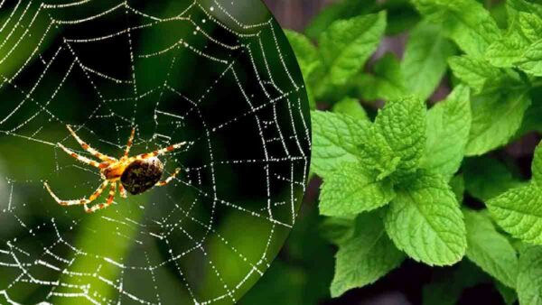 Le 5 principali piante che respingono gli insetti dalla casa!