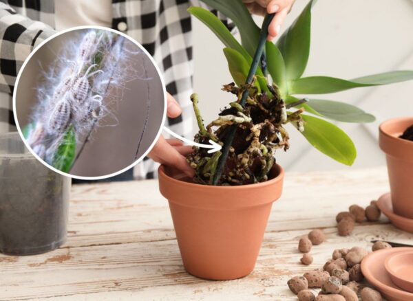 Le cocciniglie hanno attaccato le tue orchidee? Scopri come sbarazzartene rapidamente