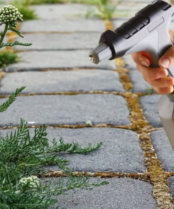 Le erbacce scompaiono in 2 minuti: il più potente diserbante domestico con effetto duraturo!