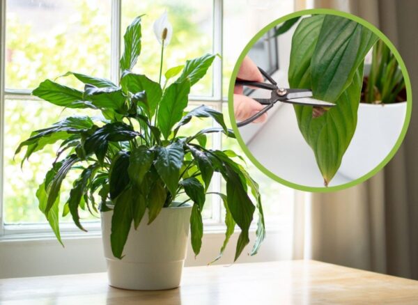 Le foglie dello Spathiphyllum diventano marroni? 8 cause più comuni e semplici soluzioni al problema
