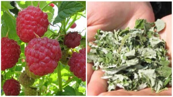 Le foglie di lampone contengono molti benefici per la salute delle donne. Ecco come trarne beneficio.