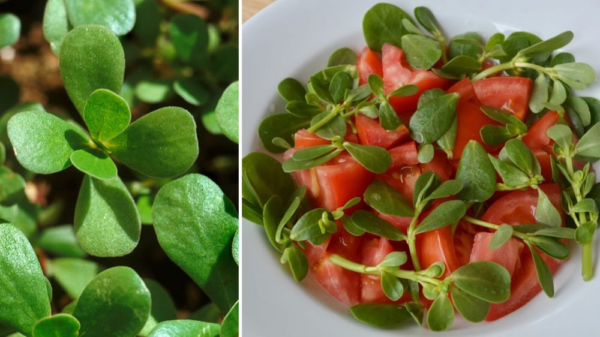 Le meravigliose proprietà della portulaca, come raccoglierla e dove trovarla