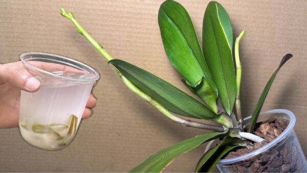 Le orchidee fioriranno tutto l’anno se le annaffi con questo MIRACOLO naturale: FIORIRANNO SEMPRE!