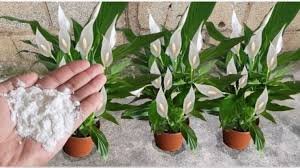 Le tue piante cresceranno più velocemente con questo fertilizzante naturale.