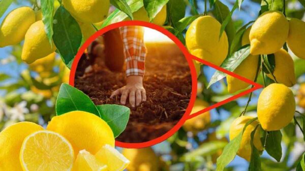 Limoni: come concimarli per raccogliere frutti abbondanti e rigogliosi