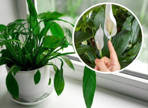 Lo Spathiphyllum non ha mai avuto così tanti fiori prima. In inverno, rendilo un fertilizzante nutriente