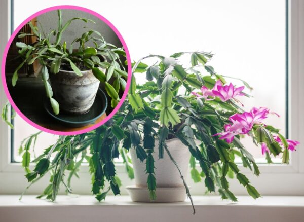 Lo verso in un vaso da fiori e inumidisco le punte delle foglie. Il CACTUS CHRISTMAS è improvvisamente pieno di fiori!