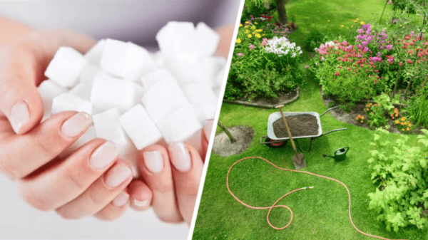 Lo zucchero, un insospettabile alleato in giardino: 6 usi ingegnosi