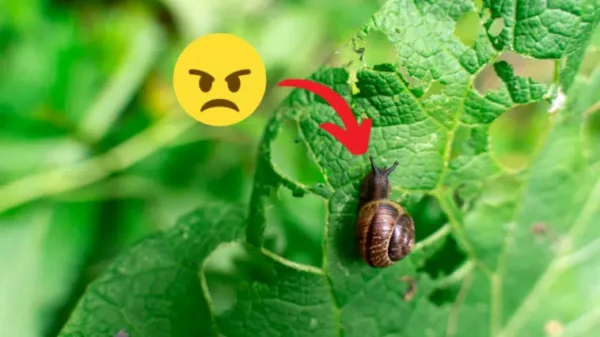 Lumache: 7 consigli per eliminarle efficacemente in giardino