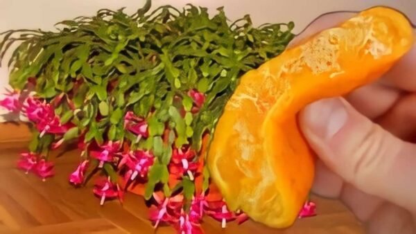 MAI FIORITO IN QUESTO MODO: LA DIFFERENZA LA FA 1 CUCCHIAIO DI QUESTO INGREDIENTE