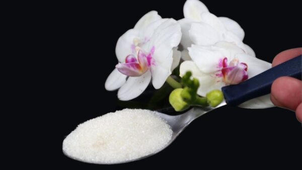 METTI 1 CUCCHIAINO NELLE ORCHIDEE: MAI AVUTE COSÌ TANTO SANE E RIGOGLIOSE