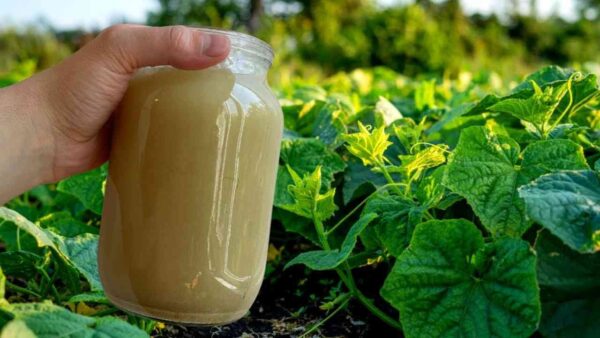 METTINE UN LITRO SUI CETRIOLI E L’ORTO NON SARÀ MAI PIÙ COME PRIMA: RISULTATI UNICI