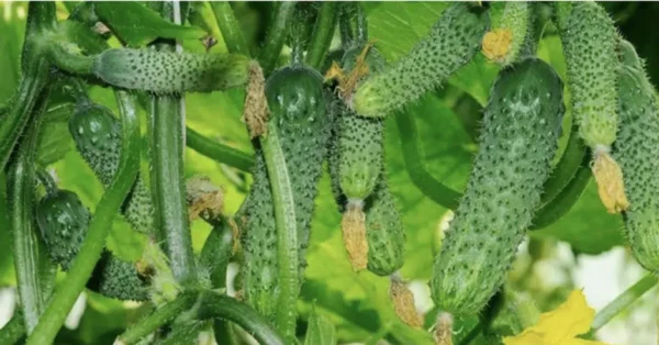 MIRACOLI naturali per i cetrioli: mettili in una buca prima di piantare per un raccolto abbondante: il miglior trucco dei giardinieri!