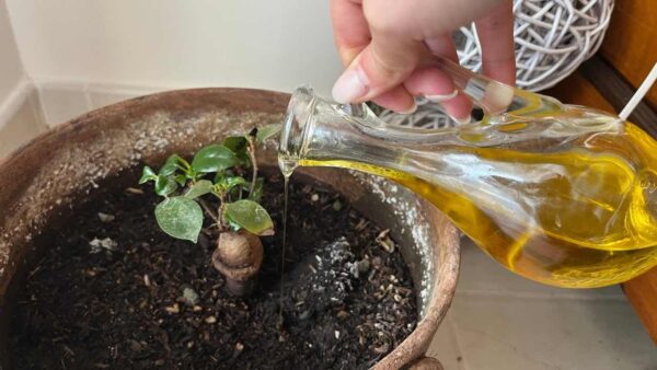 MOLTI HANNO INIZIATO A VERSARE L’OLIO DI OLIVA SULLE PIANTE: IL MOTIVO INASPETTATO
