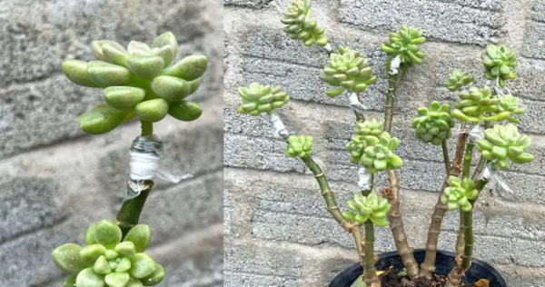 Malattie dei cactus di Natale: le cause del problema e le nostre soluzioni per riportarlo in vita!