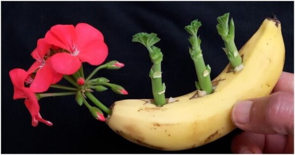 Metodo rapido per piantare i gerani: fioritura abbondante garantita