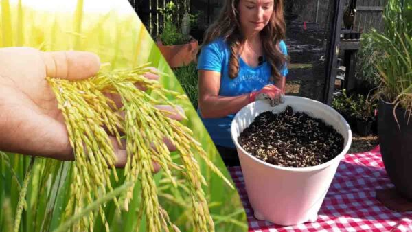 Mettere il riso nei vasi: un consiglio da fiorista da adottare immediatamente