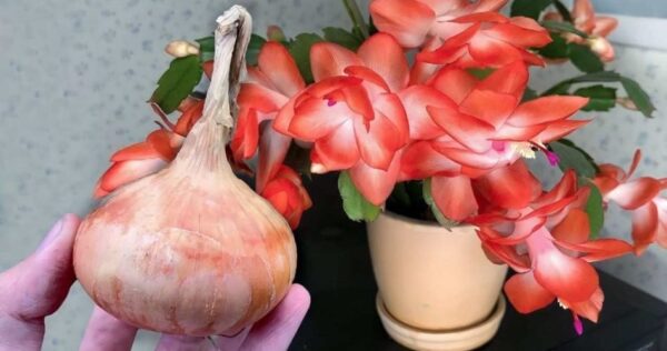 Mettete 1 goccia sotto i fiori di casa e fioriranno tutti in continuazione.