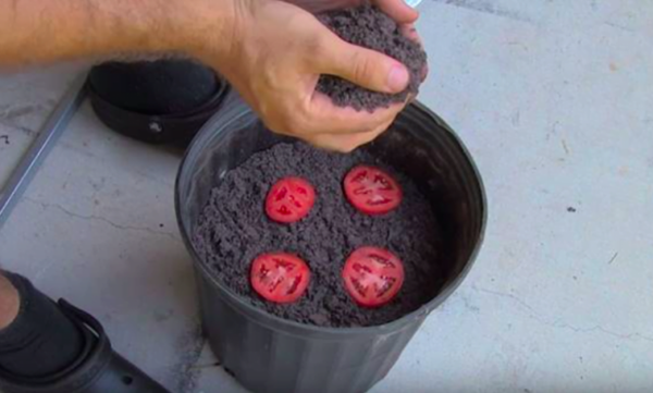 Mettete 4 fette di pomodoro in un barattolo e scoprite la sorpresa 10 giorni dopo!