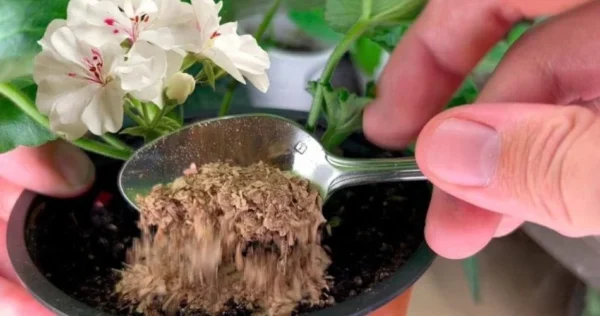 Mettete un cucchiaio sotto ogni fiore della casa in inverno e fiorirà magicamente.
