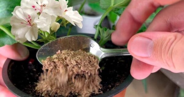 Mettete un cucchiaio sotto ogni fiore della casa in inverno e sboccerà magicamente