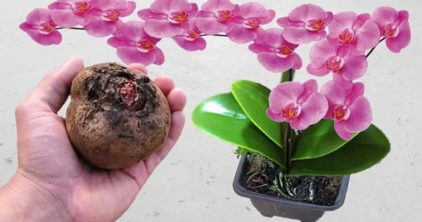 Mettete una rapa nelle vostre piante: Quello che succede dopo 3 secondi è magico