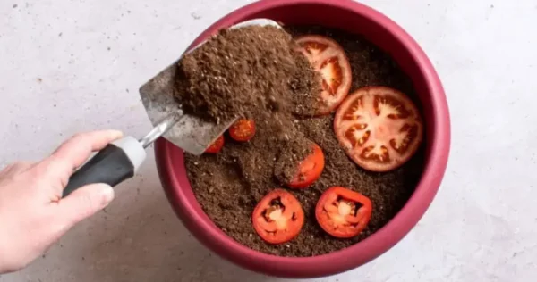 Metti 4 fette di pomodoro in un vaso: 5 giorni dopo non crederai ai tuoi occhi