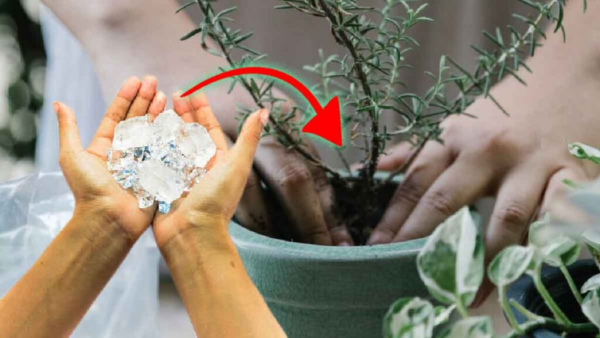 Metti i cubetti di ghiaccio nei barattoli: i risultati sono sorprendenti