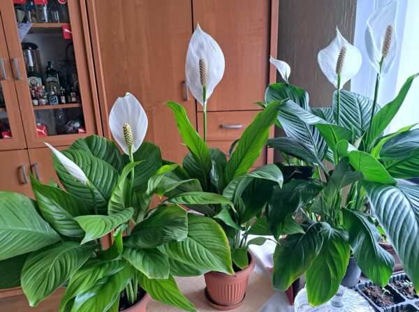 Mezzo anno fa ho dovuto buttare via la mia scapola, ora fiorisce come una torcia: dovevo solo metterla sulle foglie e ha preso vita davanti ai miei occhi!